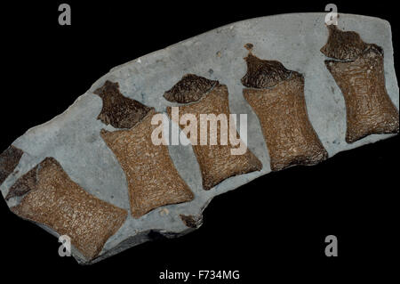 Fossile Vertibrae aus einem Plesiosaurus Jurazeit, Dorset, UK. Stockfoto