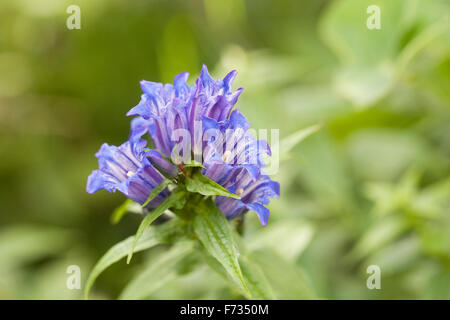 Gentiana Asclepiadea. Willow-Enzian-Blüte. Stockfoto