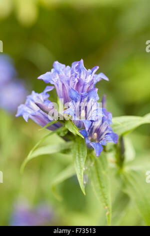 Gentiana Asclepiadea. Willow-Enzian-Blüte. Stockfoto