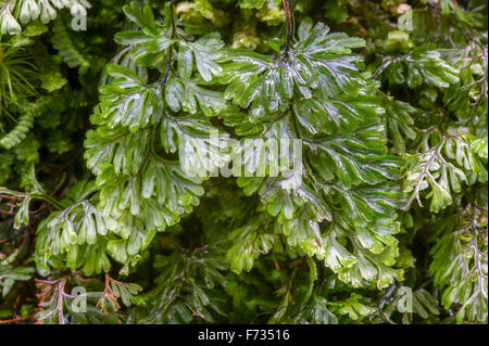 Hymenophyllum Wilsonii - Wilsons Filmy Farn Stockfoto