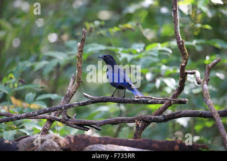 Malabar Whistling Thrush (Myophonus Horsfieldii) Stockfoto