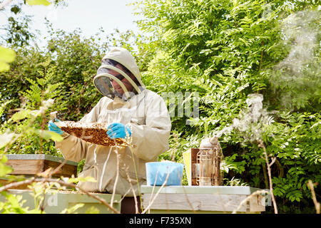 Ein Imker in einem Imkerei-Anzug mit Gesicht-Schutz überprüfen und seine Bienenstöcke öffnen. Stockfoto