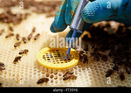 Ein Imker, ein Super in einem Bienenstock eine Weiselkäfig Inverkehrbringen. Stockfoto