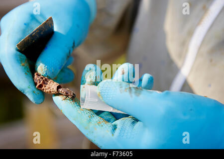 Ein Imker mit blaue Handschuhe halten eine Biene aus einem kleinen Kokon, eine neue Königin für den Bienenstock. Stockfoto