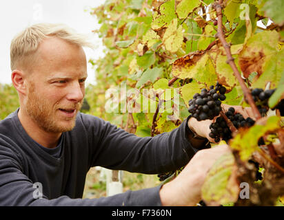 Eine Traube Picker auf Arbeit Auswahl Trauben am Rebstock. Stockfoto