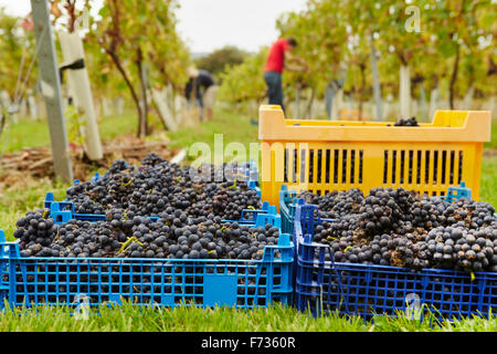 Grapepickers bei der Arbeit im Weinberg, die Ernte von Trauben und Kisten des Lesegutes, zur Herstellung von Wein Saisonarbeit Arbeiten vendange Stockfoto