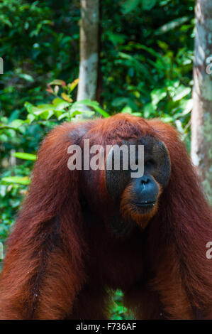 Orang Utan alpha Männchen stehen in Borneo-Indonesien Stockfoto