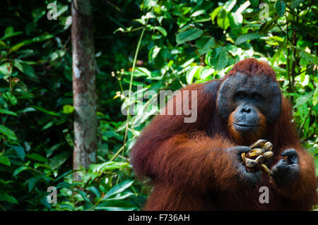 Orang Utan alpha-Männchen mit Banane in Borneo-Indonesien Stockfoto