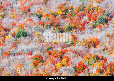 Hintergrund der herbstlichen Bäume Texturmuster Stockfoto