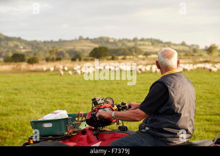 Eine Herde von Schafen in einem Feld, und ein Mann auf einem Quadbike mit Blick auf seine Tiere. Stockfoto