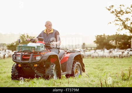 Ein Bauer auf einem Quadbike in einem Feld mit einer großen Schafherde hinter ihm. Stockfoto