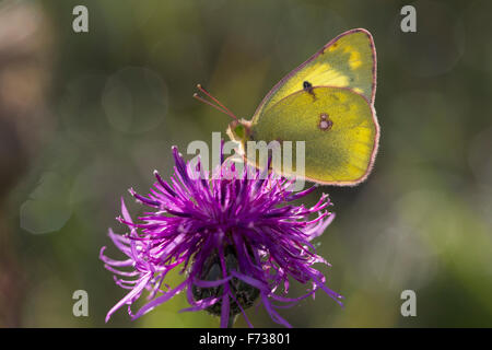 Blasses gelb getrübt, Goldene Acht, Goldene 8, Kleines Posthörnchen, Weißklee-Gelbling, Gelbling, Gelber Heufalter, Colias hyale Stockfoto