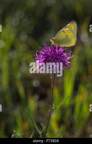 Blasses gelb getrübt, Goldene Acht, Goldene 8, Kleines Posthörnchen, Weißklee-Gelbling, Gelbling, Gelber Heufalter, Colias hyale Stockfoto