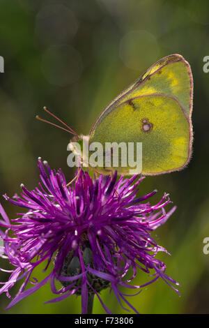 Blasses gelb getrübt, Goldene Acht, Goldene 8, Kleines Posthörnchen, Weißklee-Gelbling, Gelbling, Gelber Heufalter, Colias hyale Stockfoto