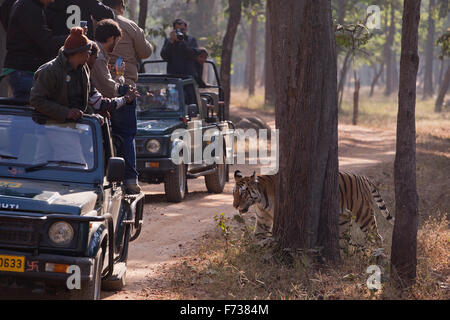 Royal Bengal Tiger auf Wald-track mit Touristenfahrzeuge im Hintergrund Stockfoto