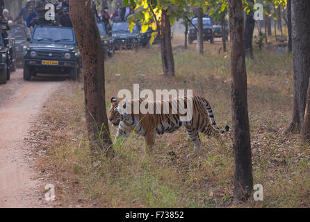 Royal Bengal Tiger auf Wald-track mit Touristenfahrzeuge im Hintergrund Stockfoto