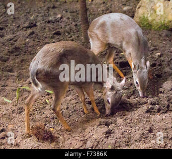 Blauer Duiker Stockfoto