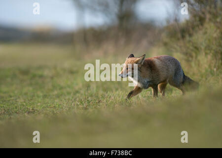 Rotfuchs / Rotfuchs ( Vulpes vulpes ) in dicken Winterpelzstielen entlang einer Hecke, auf der Suche nach Nahrung auf Gras, Wildtieren, Europa. Stockfoto