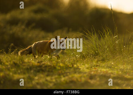 Rotfuchs / Rotfuchs (Vulpes Vulpes) in dicken Winterjacke läuft auf seine typische Foxpath durch hohen Rasen, Hintergrundbeleuchtung Situation. Stockfoto