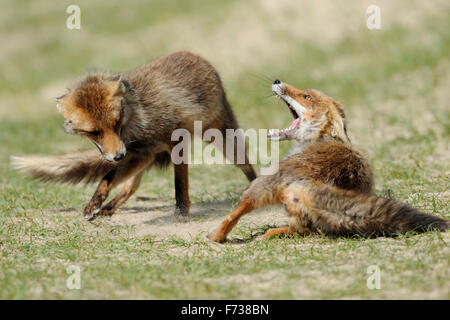 Rote Füchse / Rotfuechse (Vulpes Vulpes), Rivalen im erbitterten Kampf, Kampf, jagten einander. Stockfoto