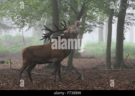 Starker Rothirsch / Hirsch / Rothirsch ( Cervus elaphus ) brüllend in trüben herbstlichen offenen Wäldern, Furche, Brunftsaison, Europa. Stockfoto