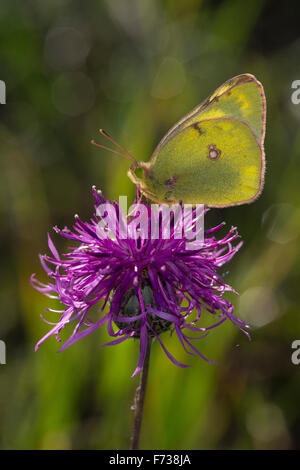 Blasses gelb getrübt, Goldene Acht, Goldene 8, Kleines Posthörnchen, Weißklee-Gelbling, Gelbling, Gelber Heufalter, Colias hyale Stockfoto