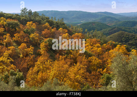 Sierra de Aracena Naturpark, Kastanien-Baum im Herbst, Santa Ana La Real, Provinz Huelva, Region von Andalusien, Spanien, Europa Stockfoto