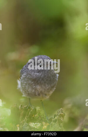 New Zealand Robin (Petroica Australis) ist ein kleiner Vogel, der nur in Neuseeland gefunden. Stockfoto