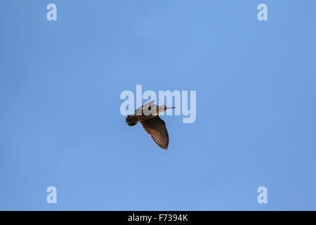 Waldschnepfe (Scolopax Rusticola) im Flug Stockfoto