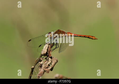 Libelle in freier Wildbahn in Bezug auf Makro Stockfoto