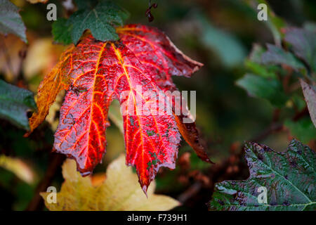 Oakleaf Hortensie Blatt. Stockfoto