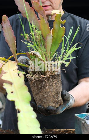 Epiphyllum oder auch bekannt als Orchid cactus Stockfoto