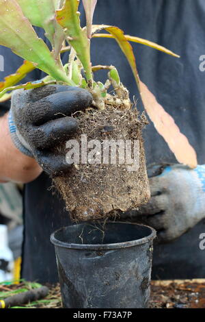 Epiphyllum oder auch bekannt als Orchid cactus Stockfoto