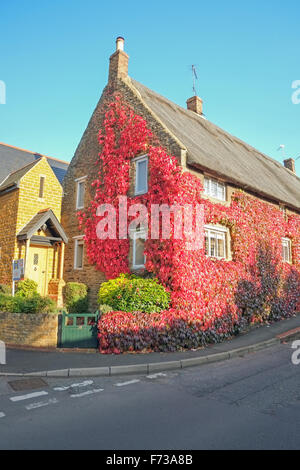 Kletterpflanze auf Thatched Cottage Vereinigtes Königreich Stockfoto