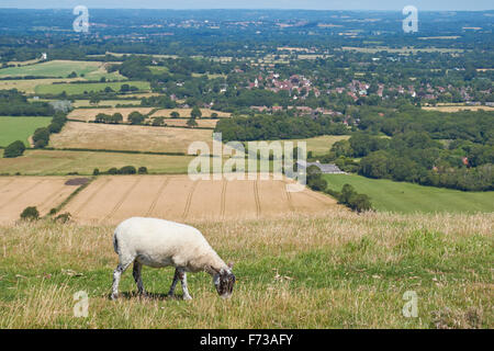 Schafbeweidung auf Ditchling Beacon, The South Downs National Park, East Sussex England Vereinigtes Königreich UK Stockfoto