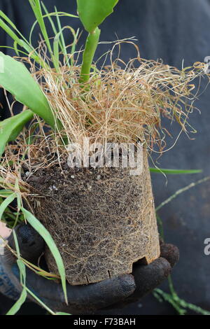 Epiphyllum oder auch bekannt als Orchid Cactus entfernen tot Rasen und Unkraut Stockfoto