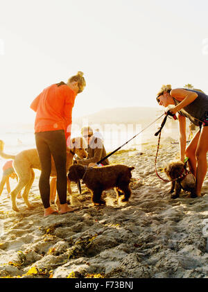 Strandurlauber mit ihren lieben Haustieren treffen am Laguna Beach Kalifornien. Stockfoto