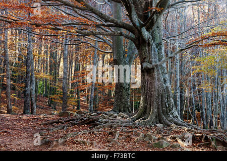 Santa Fe del Montseny. Parc Natural del Montseny. Stockfoto