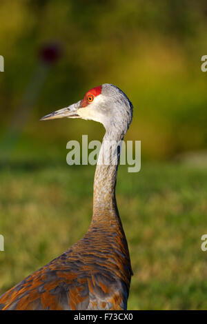Bunte Farben der Sandhill Kran mit seiner roten Krone in selektiven Fokus Porträt Grünpflanze Hintergrund. Stockfoto