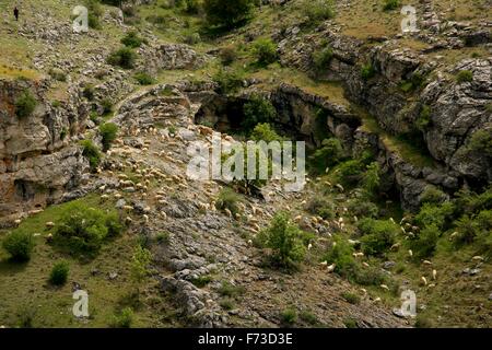 Almauftrieb mit Schafen auf der iberischen Halbinsel (Spanien). Von Cuenca, Extremadura Stockfoto