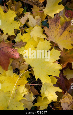 Acer Platanoides Blätter im Herbst. Stockfoto