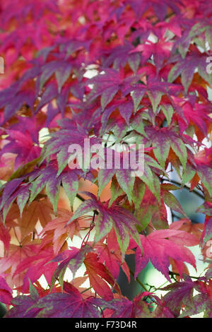 Acer Palmatum Blätter im Herbst. Stockfoto