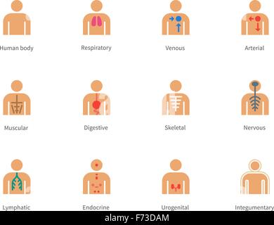 Menschlichen Körper und Anatomie Farbe Symbole auf weißem Hintergrund. Stock Vektor