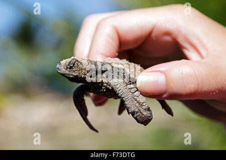 Zwei Tage alte Schildkröte Jungtier, Olive Ridley Meeresschildkröten, (Lepidochelys Olivacea) in der Hand gehalten Stockfoto