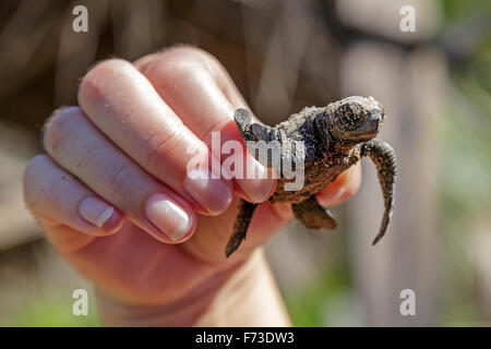 Drei Tage alte Schildkröte Jungtiere, Olive Ridley Meeresschildkröten, (Lepidochelys Olivacea) in der Hand gehalten Stockfoto