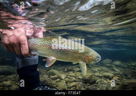 Die Freigabe einer Regenbogenforelle in der Bristol Bay Region, Alaska. Stockfoto