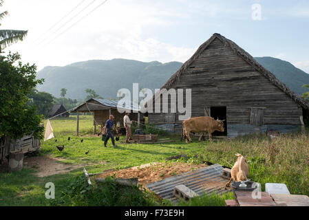 Zwei Bauern beenden die endgültige Arbeitsaufgaben für den Tag in Viñales, Kuba. Stockfoto