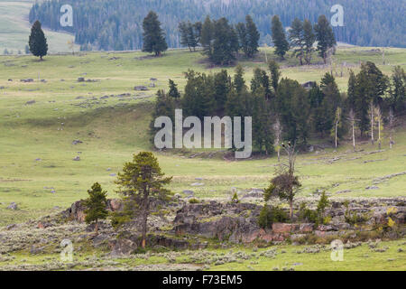 Zwei Adler thront in einem Baum mit Blick auf das Lamar Valley, Yellowstone-Nationalpark, Wyoming Stockfoto