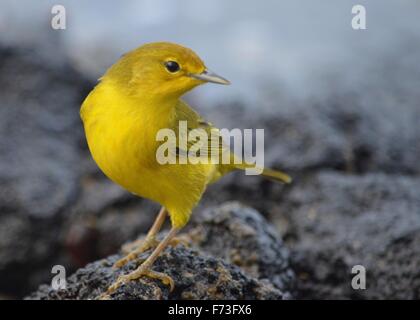 Aureola Mangroven Warbler gesehen auf Santa Cruz, Galapagos-Inseln Stockfoto