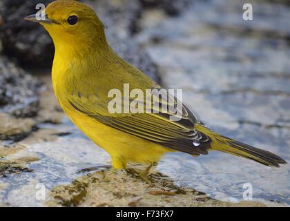 Aureola Mangroven Warbler gesehen auf Santa Cruz, Galapagos-Inseln Stockfoto